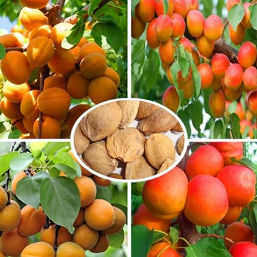 PERZOE 10 Stück süße Aprikosensamen, Baum, seltene Frucht, Bonsai-Pflanze, Hausgarten-Dekoration von PERZOE