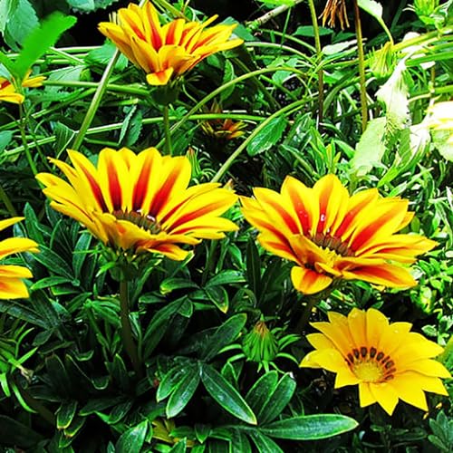 PERZOE 100 Stück/Beutel Gazania Rigens-Samen, voller Vitalität, hohe Keimfähigkeit, produktive Bonsai-dekorative Schatzblumensamen zum Pflanzen Mehrfarbig von PERZOE