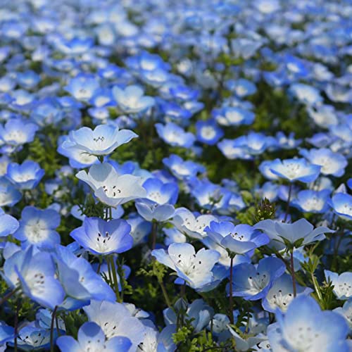 PERZOE 100 Stück Blumensamen, schnell wachsende Baby Blue Eyes Blumensamen Gartenpflanzen Samen Blau von PERZOE