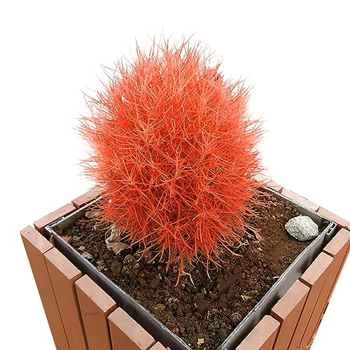 PERZOE 100 Stück Brennender Busch Kochia Scoparia Grassamen, Hausgarten Pflanzen Bonsai Dekor Orange von PERZOE