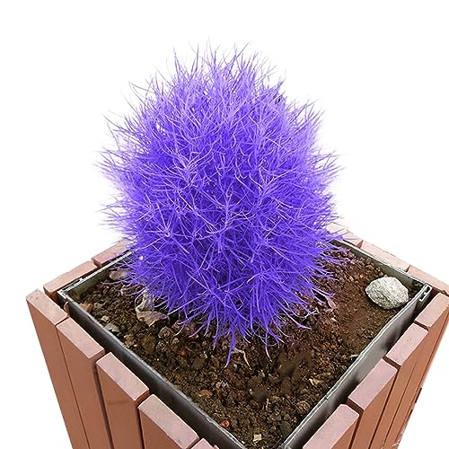 PERZOE 100 Stück Brennender Busch Kochia Scoparia Grassamen, Hausgarten Pflanzen Bonsai Dekor Violett von PERZOE