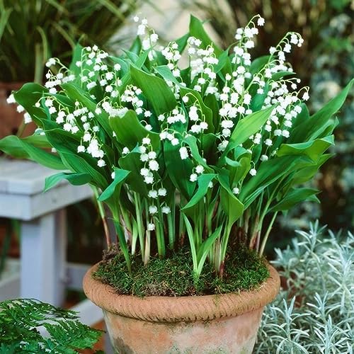 PERZOE 100 Stück Convallaria Majalis Lilien-Blumensamen, Bonsai-Garten-Balkon-Dachpflanze Maiglöckchen-Samen von PERZOE