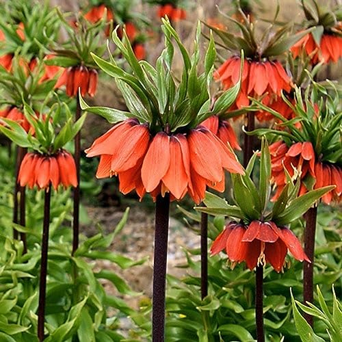 PERZOE 100 Stück Fritillaria Imperialis Samen, Bonsai Pflanze Blumengarten Balkon Dekor Rot 100 Samen von PERZOE