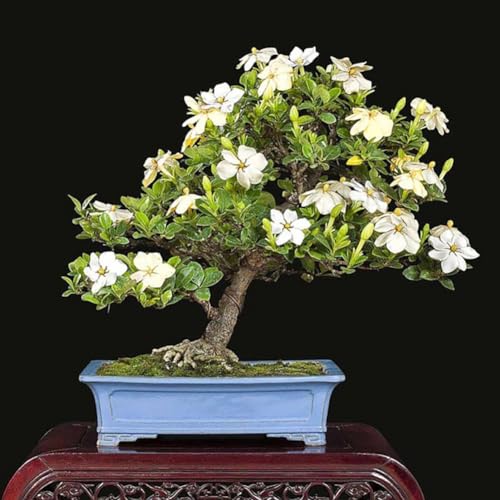 PERZOE 100 Stück Gardenia Kap-Jasmin-Samen, duftende weiße Blumen-Bonsai-Gartendekoration von PERZOE