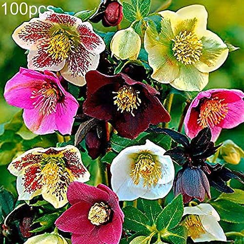 PERZOE 100 Stück Helleborus Thibetanus-Samen, Zierblumen-Hausgarten-Bonsai-Dekor Helleborus Thibetanus-Samen von PERZOE