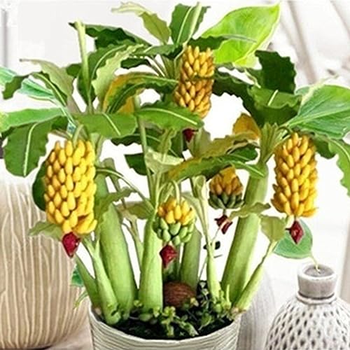 PERZOE 100 Stück Zwergbananenbaumsamen, Mini-Bonsai-Frucht, exotische Hausgarten-Büropflanze Bananensamen von PERZOE