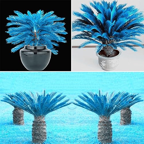 PERZOE 100 Stück blaue Sago-Palmensamen, Cycad-Bonsai-Pflanzen, Hausgarten-Dekoration von PERZOE