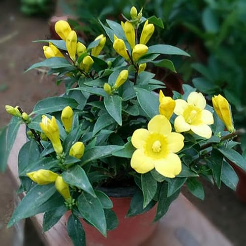 PERZOE 100 Stück gelbe Jasmin-Gartensamen, leicht duftende Topfblumen-Blühpflanze von PERZOE