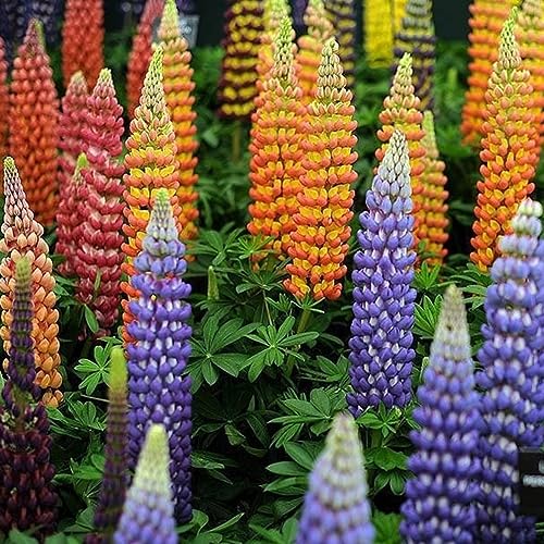 PERZOE 100 Stück gemischte Russell-Lupine-Samen, Lupinus polyphyllus Garten-Bonsai-Blume Gemischte Farbe Lupinensamen von PERZOE