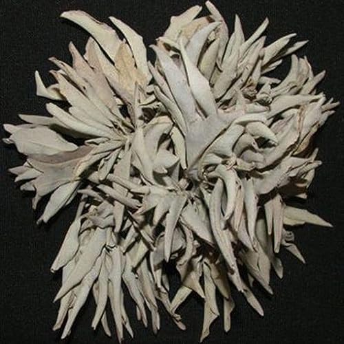 PERZOE 100 Stück kalifornische weiße Samen, heilige zeremonielle Aromastoffe von Salvia Apiana von PERZOE