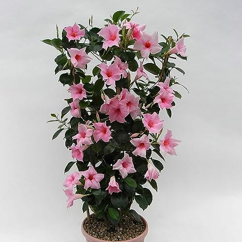 PERZOE 100 Stück kletternde Mandevilla Sanderi-Samen, mehrjährige Bonsai-Zaunpflanze Rosa Mandevilla Sanderi-Samen von PERZOE