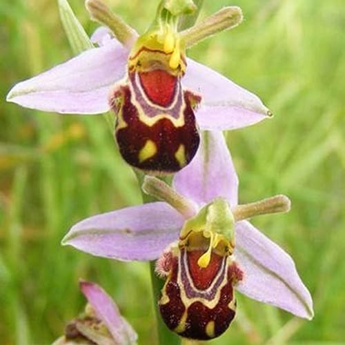 PERZOE 100 Stück seltene Bienen-Orchideen-Blumensamen, Hausgarten-Balkon-Bonsai-Pflanzendekoration Biene Orchidee Blumensamen von PERZOE