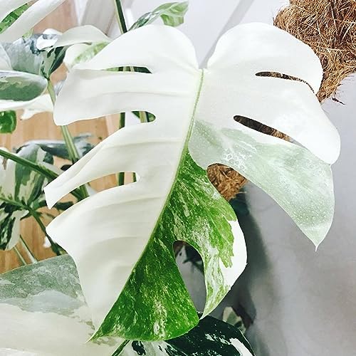 PERZOE 100 Stück weiße Monstera-Palmenschildkrötenblätter Pflanzensamen, Gartenbalkon-Bonsai-Dekor Monstera-Samen 100pcs von PERZOE