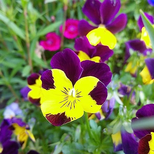 PERZOE 100 Stück wilde Stiefmütterchen-Samen, Pflanze, Hausgarten, Bonsai, Viola, dreifarbige Blume, DIY-Dekor Stiefmütterchen-Samen von PERZOE