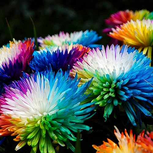 PERZOE 100 Stücke seltene Regenbogen, Chrysantheme Blumensamen Garten Bonsai mehrjährige Pflanze Regenbogen-Chrysantheme-Samen von PERZOE