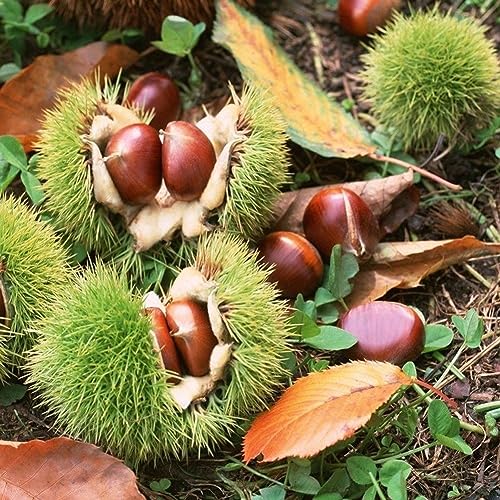 PERZOE 2 Stück Samen, essbarer Obstbaum der chinesischen Kastanie, Castanea mollissima, Gartenpflanze Chinesische Kastaniensamen von PERZOE