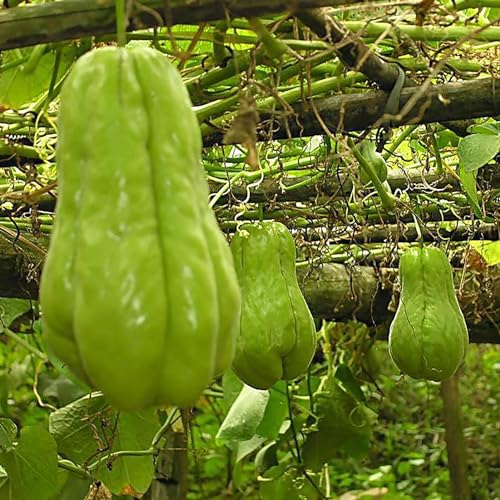 PERZOE 20 Stück/Beutel Chayote-Samen, voller Vitalität, lange Lebensdauer, produktiver Gemüsegarten-Obstsamen für den Garten Chayote-Samen von PERZOE