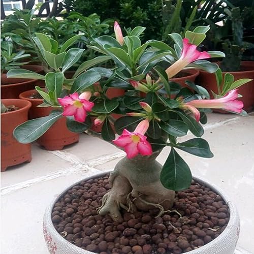 PERZOE 20 Stück Adenium Obesum Wüstenrosensamen, Blumenpflanze, Heimbüro, Gartendekoration 5# Samen der Wüstenrose von PERZOE