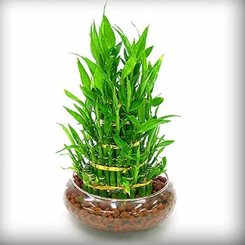 PERZOE 20 Stück Dracaena Sanderiana Glücksbambussamen, Zierpflanze, Garten-Bonsai-Dekor Dracaena Sanderiana-Samen von PERZOE