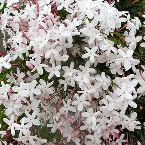 PERZOE 20 Stück Jasminum Grandiflorum Samen, Zierblumengarten Balkon Bonsai Dekor Jasminum Grandiflorum-Samen von PERZOE