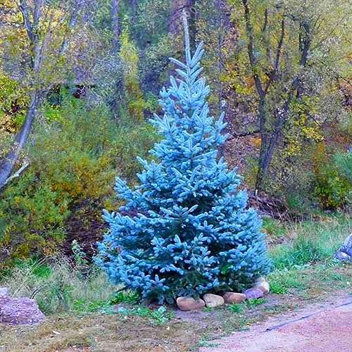 PERZOE 20 Stück anpassungsfähige Colorado Sky Blue Spruce, Hardy Picea Pungens Glauca Baumsamen von PERZOE