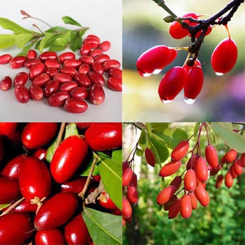 PERZOE 20 Stück seltene Wunderfrucht Synsepalum Dulcificum Samen, Gartenpflanzen im Freien von PERZOE