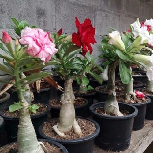 PERZOE 200 Stück Adenium Desert Rose Blumensamen, Stauden, Garten, Balkon, Pflanzendekoration Samen der Wüstenrose von PERZOE