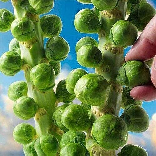 PERZOE 200 Stück Home Orga1nic Gemüse Rosenkohl, Kohl, Brassica Oleracea Samen Brassica Oleracea-Samen 200pcs von PERZOE