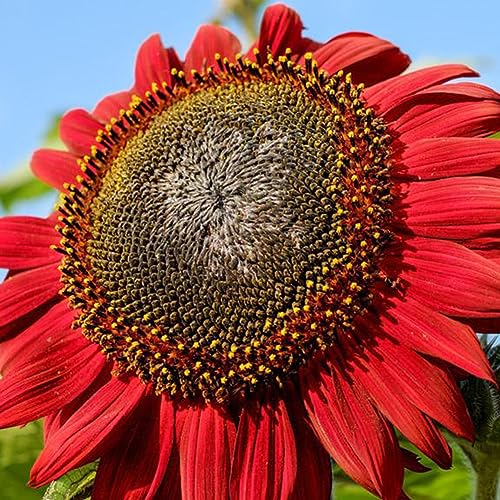 PERZOE 200 Stück rote Sonnenblumenkerne, Helianthus-Blumen-Hausgarten-Bonsai-Pflanzendekoration Rote Sonnenblumenkerne von PERZOE