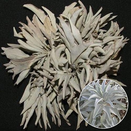 PERZOE 200 Stück weiße Samen, heilige Salvia Apiana, zeremonielle aromatische Pflanzendekoration Weißer Salbei Samen 200pcs von PERZOE