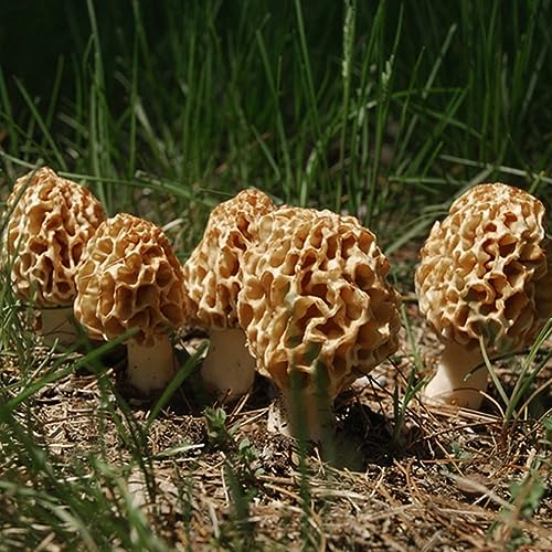 PERZOE 2000 Stück gemischte Pilz-Morchella-Samen, Sporenlaich-Gartenhof-Gemüsepflanze Morchella-Samen 2000 Stk von PERZOE