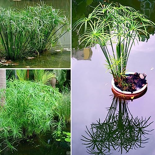 PERZOE 30 Stück Cyperus Alternifolius Samen, semi-aquatische Wasserpflanze, Teich, Gartendekoration Samen von Cyperus Alternifolius von PERZOE