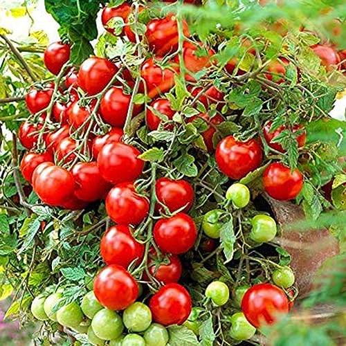 PERZOE 30 Stück Klettertomaten, Samen, essbare Gemüse, Lebensmittel, Hausgarten, Bonsai-Pflanzen Kletternde Tomatensamen 30St von PERZOE