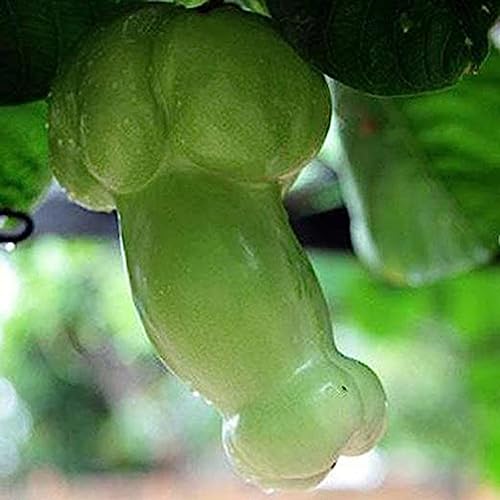 PERZOE 30 Stück Penis-Melonen-Kürbiskerne, Garten, Hof, Bonsai, köstliche Gemüsepflanzen Kürbiskerne 30St von PERZOE