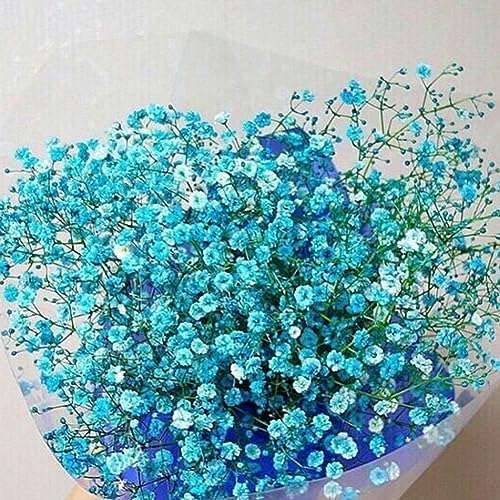 PERZOE 30 Stück bunte Baby's Breath Gypsophila-Samen, Blumengarten-Bonsai-Pflanzendekor Blau von PERZOE