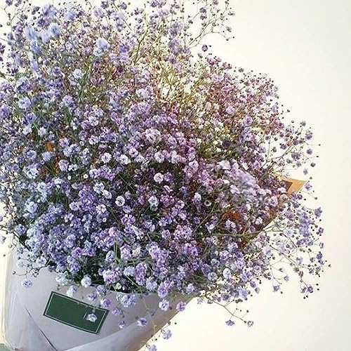 PERZOE 30 Stück bunte Baby's Breath Gypsophila-Samen, Blumengarten-Bonsai-Pflanzendekor Violett von PERZOE