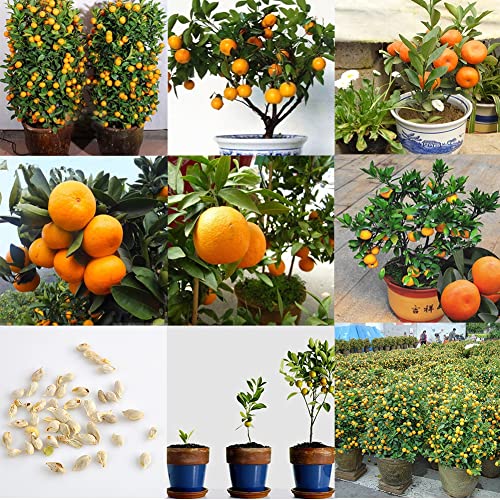 PERZOE 30 Stück essbare Früchte, Mandarinen, Zitrusfrüchte, Orangen, Bonsai-Baum-Samen, Pflanzen, Hausgarten von PERZOE