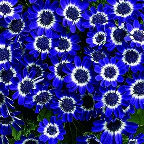 PERZOE 300 Stück seltene blaue Bellis-Samen, Garten, Hof, Blumen, Bonsai, Balkon, Dekoration Bellis Perennis-Samen von PERZOE