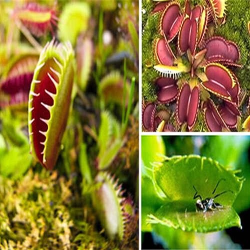 PERZOE 40 Stück Dionaea Muscipula-Samen, Fliegenfalle, fleischfressende Pflanze, Tisch-Bonsai-Dekor Dionaea Muscipula-Samen von PERZOE