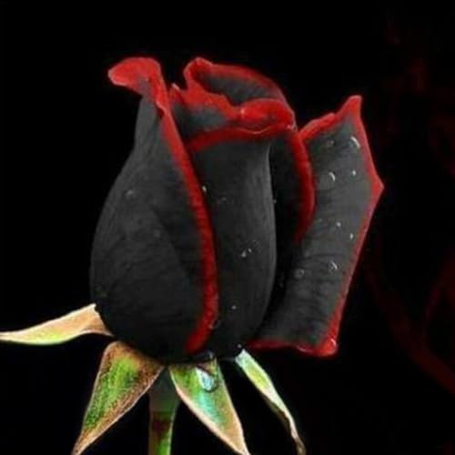 PERZOE 50 Stück/Packung seltene schwarze Rose mit rotem Rand, Samen für Hausgartenpflanzen, Blumensamen von PERZOE