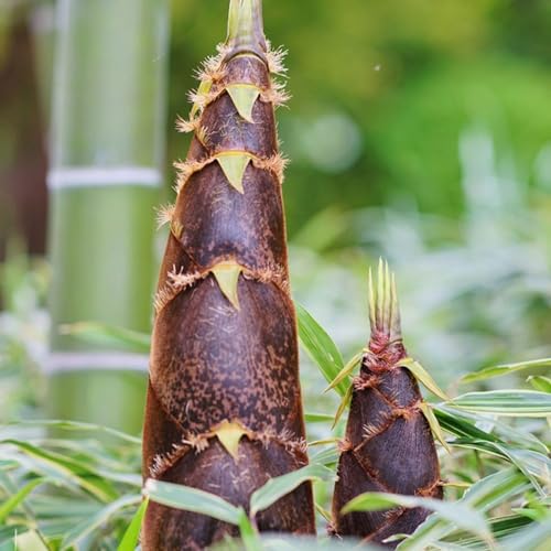 PERZOE 50 Stück Bambussprossen-Samen, hohe Keimrate, einfacher Anbau, immergrün, das ganze Jahr über, essbare Bergpflanzung, Gartensamen, Outdoor-Zubehör Saatgut von PERZOE