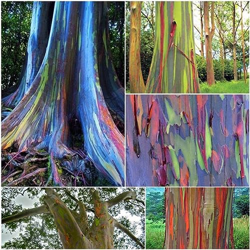 PERZOE 50 Stück Gartenpflanzen Hawaii-Regenbogen-Eukalyptus-Samen, einfach wachsender Dekorationsbaum von PERZOE