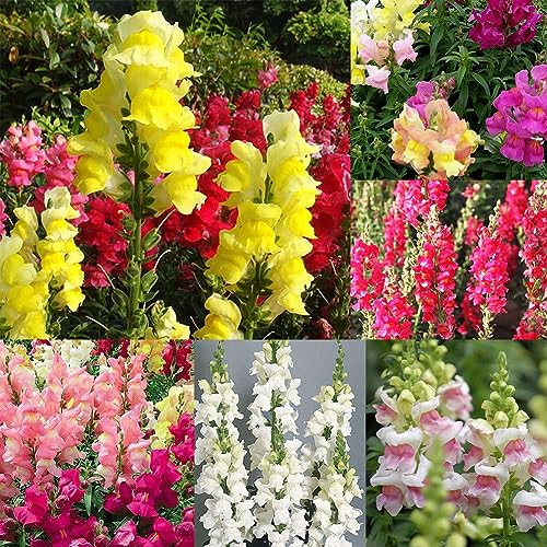 PERZOE 50 Stück Löwenmäulchen-Samen in verschiedenen Farben, Antirrhinum Majus Bonsai-Gartenblumenpflanze von PERZOE