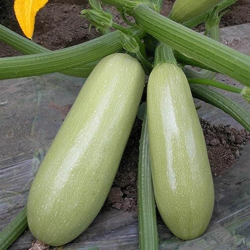 PERZOE 50 Stück Sommerkürbis, Zucchini-Samen, nahrhafte Gemüsegarten-Bauernhof-Dachpflanze Zucchini-Samen von PERZOE