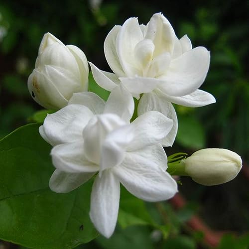 PERZOE 50 Stück weißer arabischer Jasmin, Samen, Zierblumen, Garten, Balkon, Bonsai-Dekor Jasminsamen von PERZOE