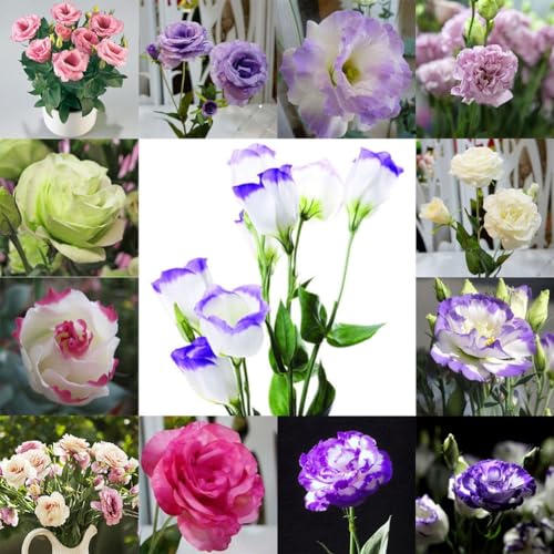 PERZOE 50 Stücke Garten Balkon Pflanze Eustoma Blume Lisianthus Samen, Home Plant Ornament 2 von PERZOE