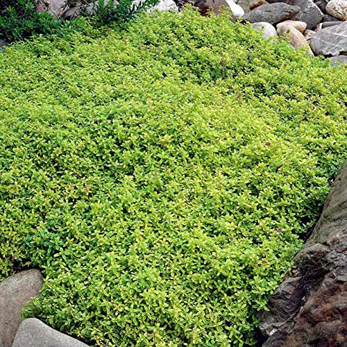 PERZOE 700 Stück kriechender Thymian Samen Bodendecker Teppich mehrjährige blühende Gartenpflanze Dekor Felsenkresse Samen Grün von PERZOE