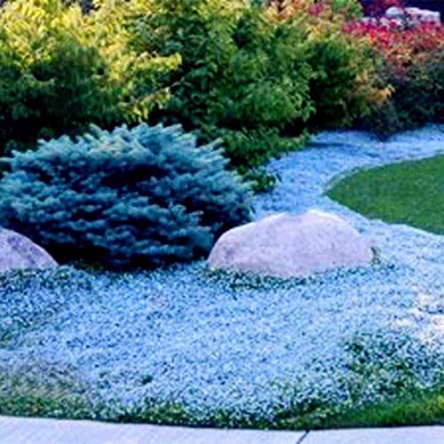 PERZOE 700 Stück kriechender Thymian Samen Bodendecker Teppich mehrjährige blühende Gartenpflanze Dekor Felsenkresse Samen Hellblau von PERZOE