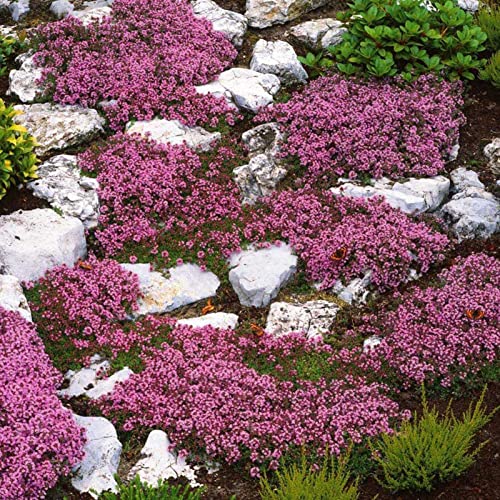 PERZOE 700 Stück kriechender Thymian Samen Bodendecker Teppich mehrjährige blühende Gartenpflanze Dekor Felsenkresse Samen Rosa von PERZOE