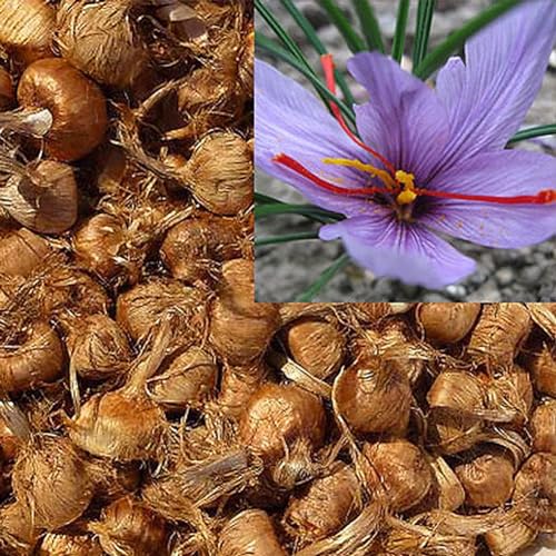 PERZOE 8 Stück Safranzwiebeln Crocus Sativus Blumensamen, einfach zu züchtende Hausgartenpflanze von PERZOE